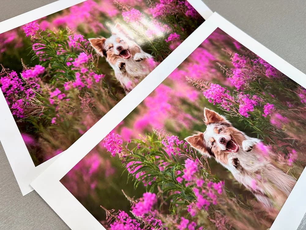 Glossy vs matte photo paper comparison